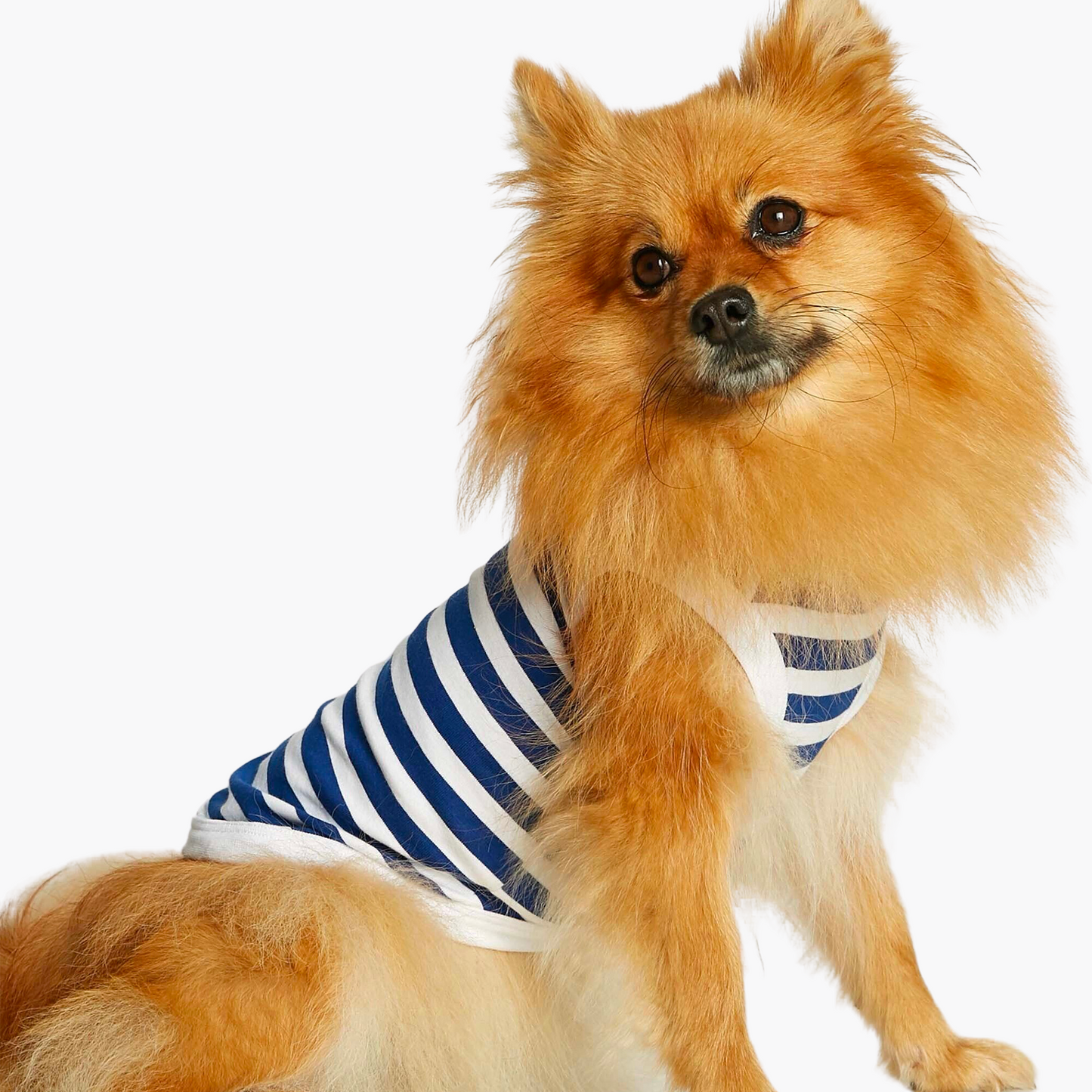 Gilet body pour chien en coton bio à rayures bleues - Painter's wife