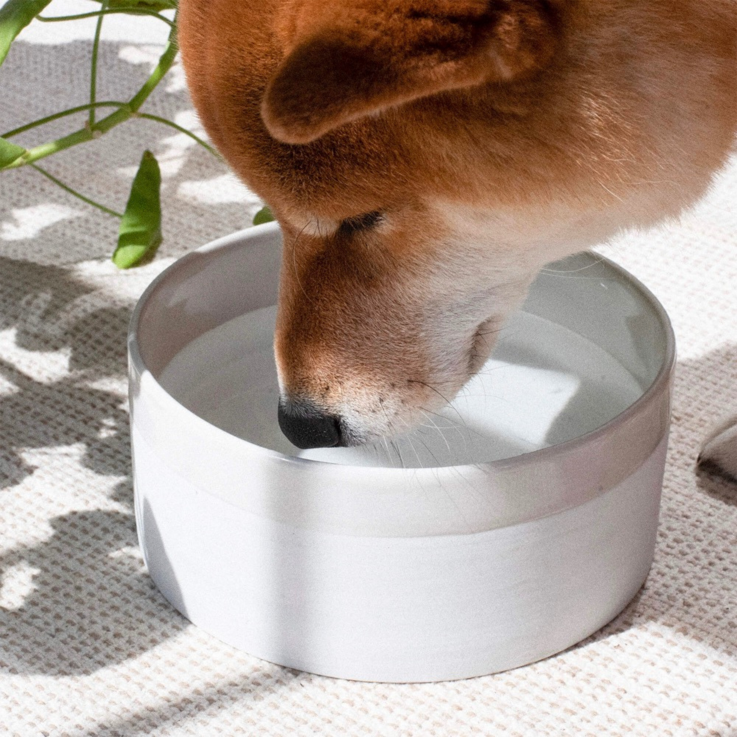 Gamelle en céramique pour chien fait main - Sable - Denjo Dogs