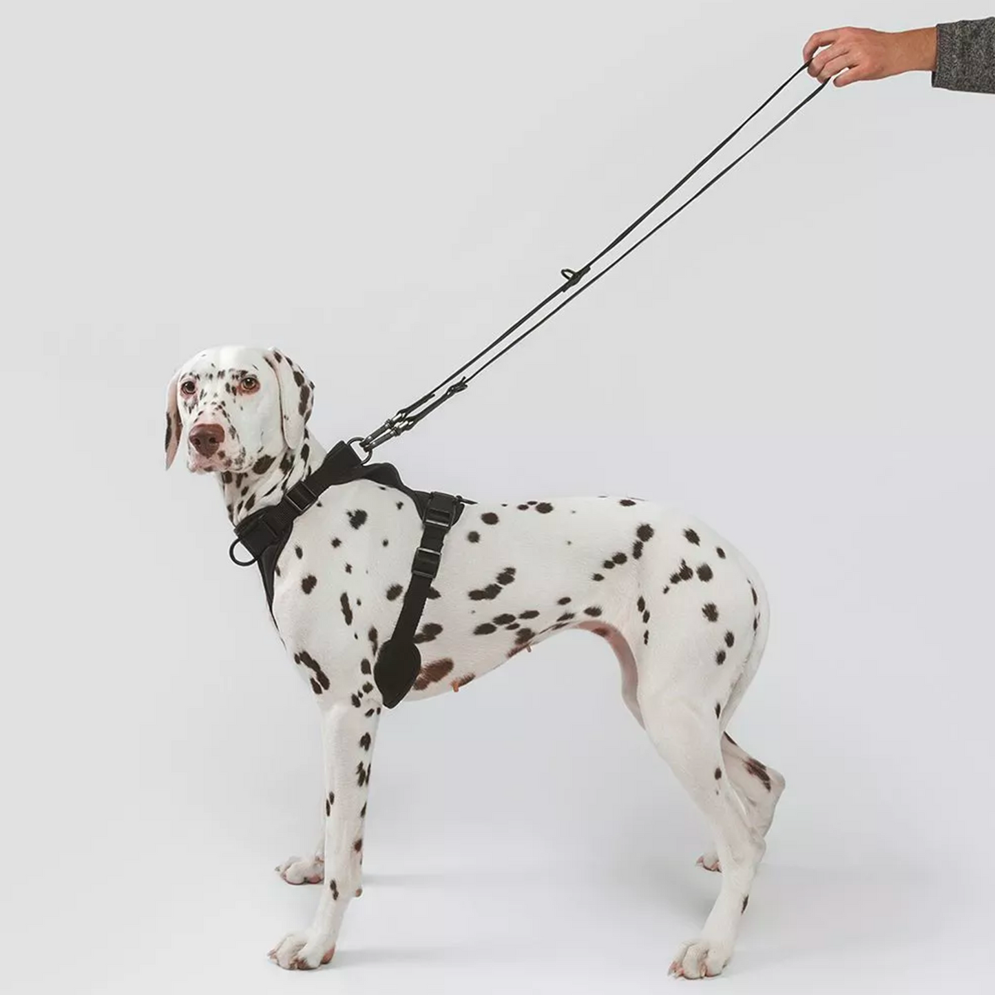 Laisse légère pour chien multiposition - noire